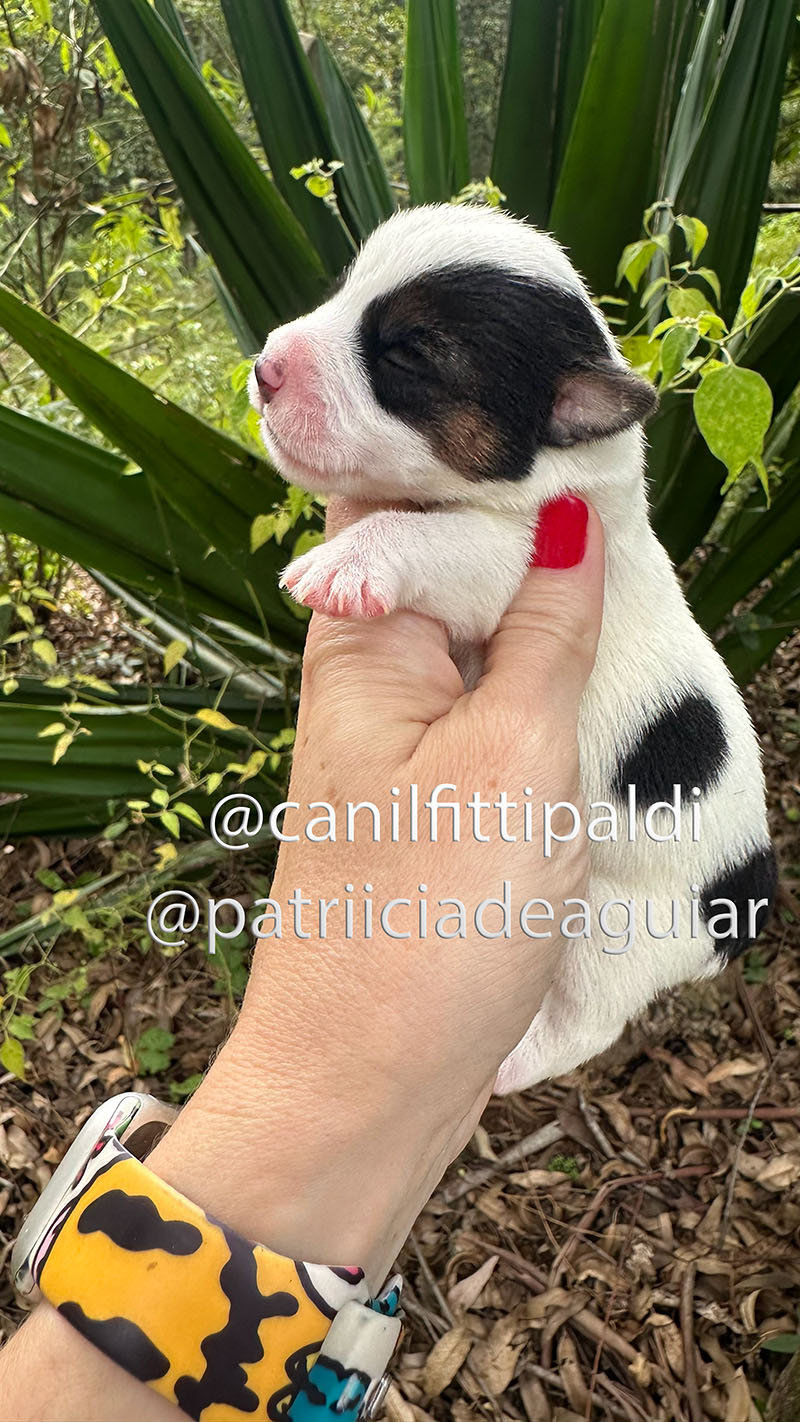 Filhote macho Jack Russell bicolor disponível